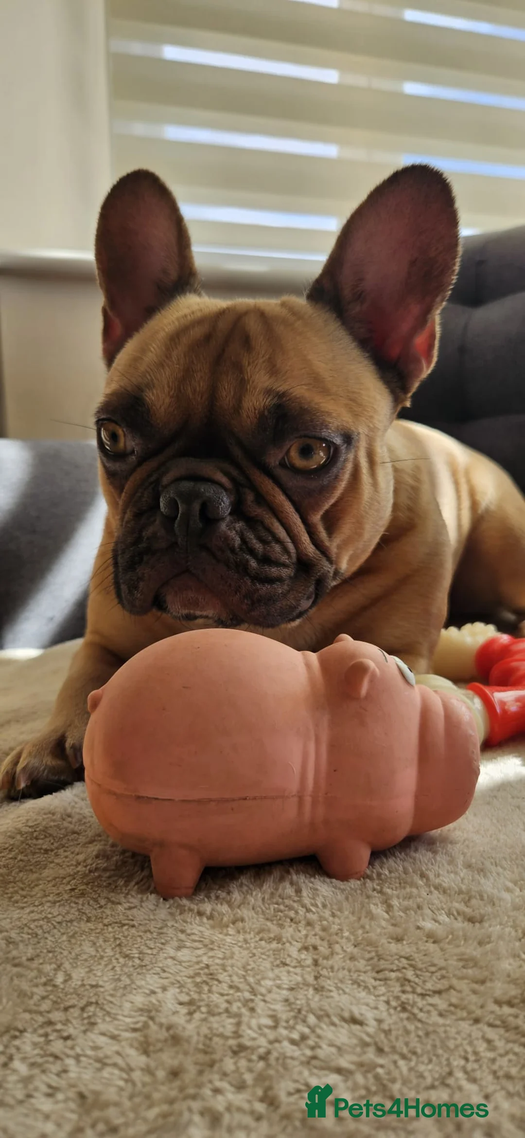 French Bulldog dogs for sale: French Bulldog Puppies for rehome - Advert 1