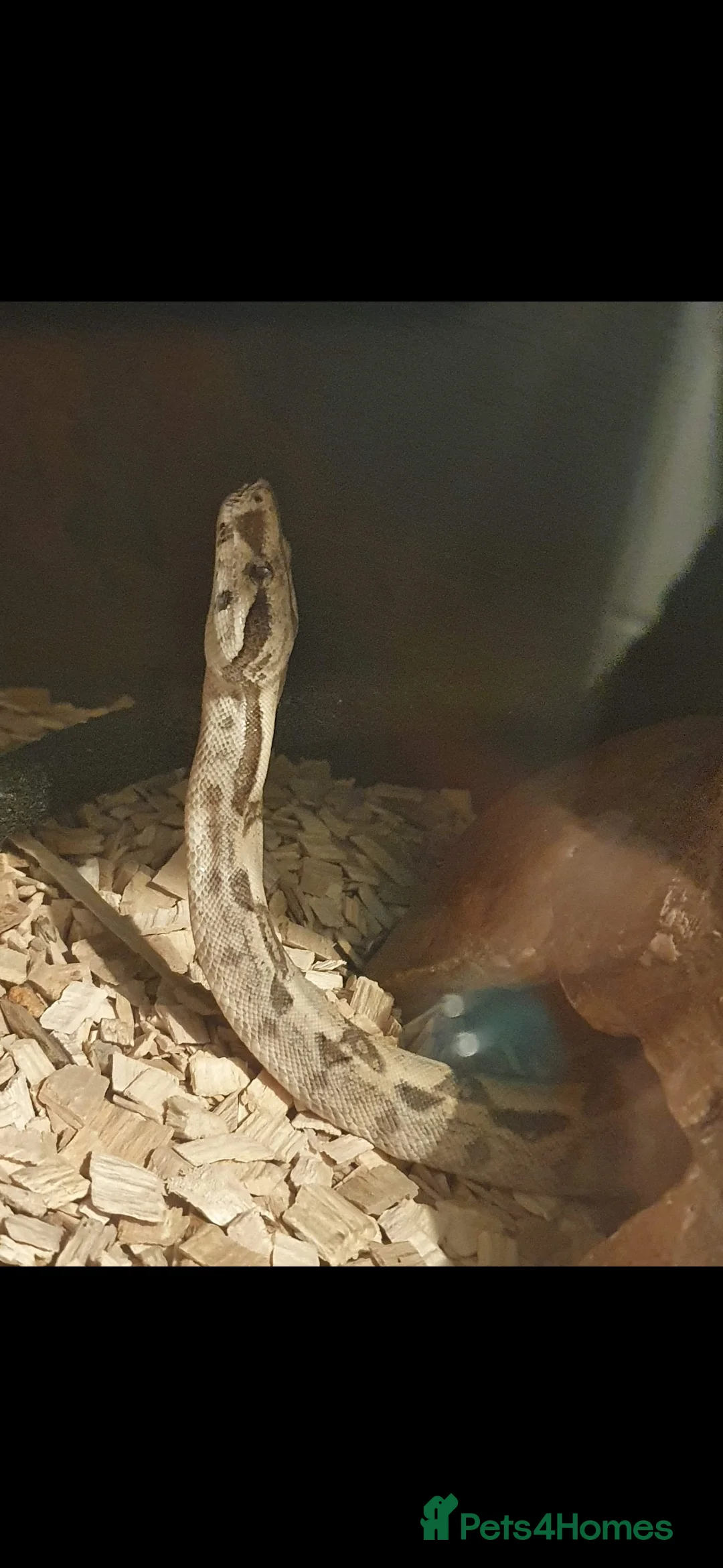 Boa Snake reptiles for sale: 5 year old red tail boa - Advert 5