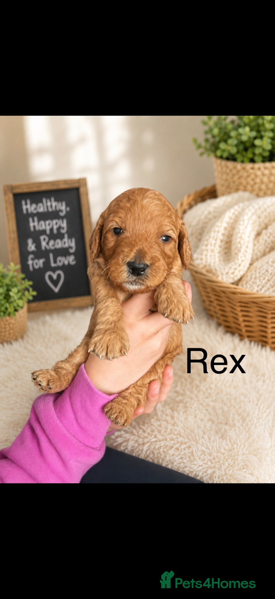 Cockapoo dogs F1B cockapoo ❤️❤️💙💙 available  - Advert 13