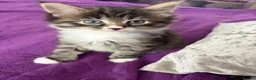 Maine Coon cats for sale: 3/4 Maine Coon kittens  in Ryton - Advert 7