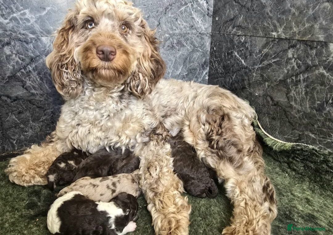 Cockapoo dogs Beautiful F1b Minature Cockapoos - Advert 1