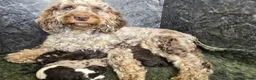 Cockapoo dogs for sale: Beautiful F1b Minature Cockapoos - Advert 1