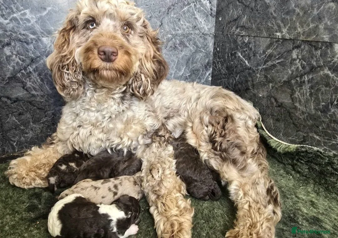 Cockapoo dogs for sale: Beautiful F1b Minature Cockapoos - Advert 1