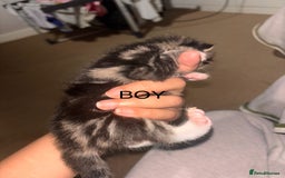 Maine Coon cats for sale: Mainecoon X Siberian  - Image 9