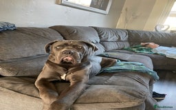 Cane Corso dogs for stud: Beautiful cane corso for stud - Image 8