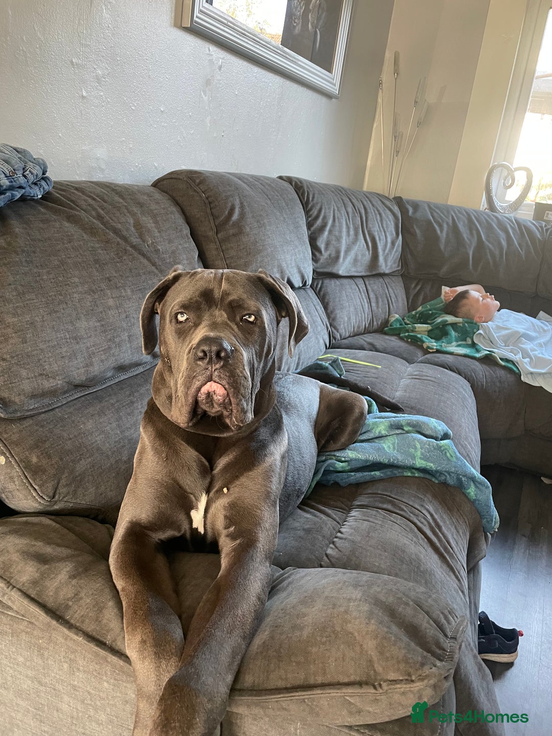 Cane Corso dogs for stud: Beautiful cane corso for stud - Image 8