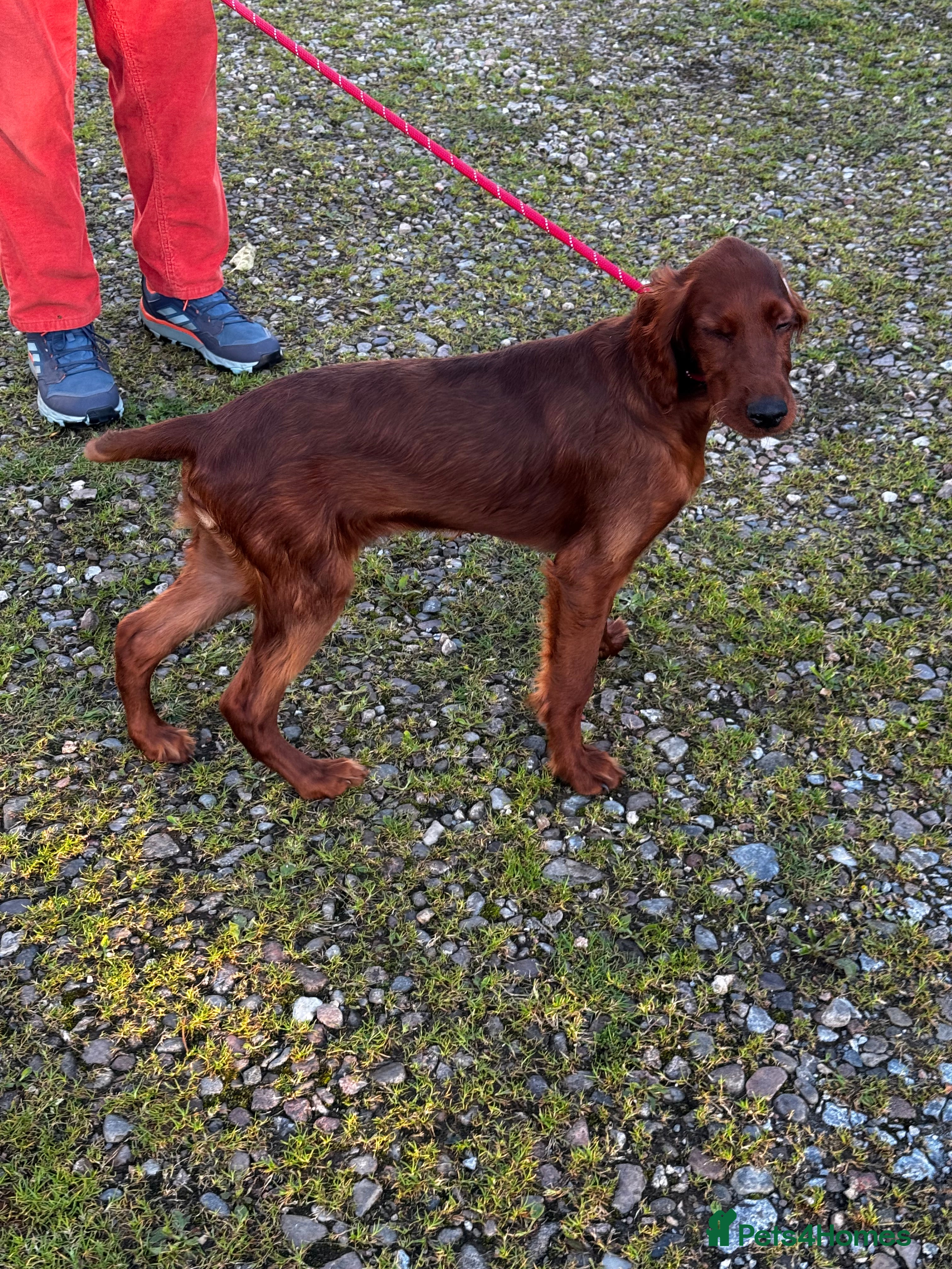 Irish Setter dogs Irish Setter Puppies Rehomed - Advert 1