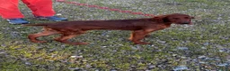 Irish Setter dogs for sale: Irish Setter Puppies Rehomed in Ballindalloch - Advert 1