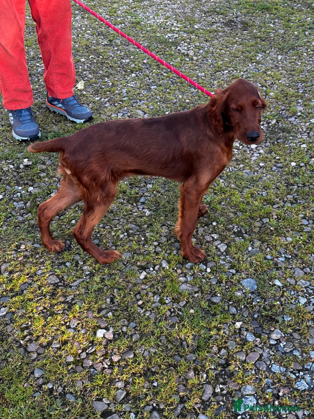 Irish Setter dogs for sale: Irish Setter Puppies Rehomed in Ballindalloch - Advert 1