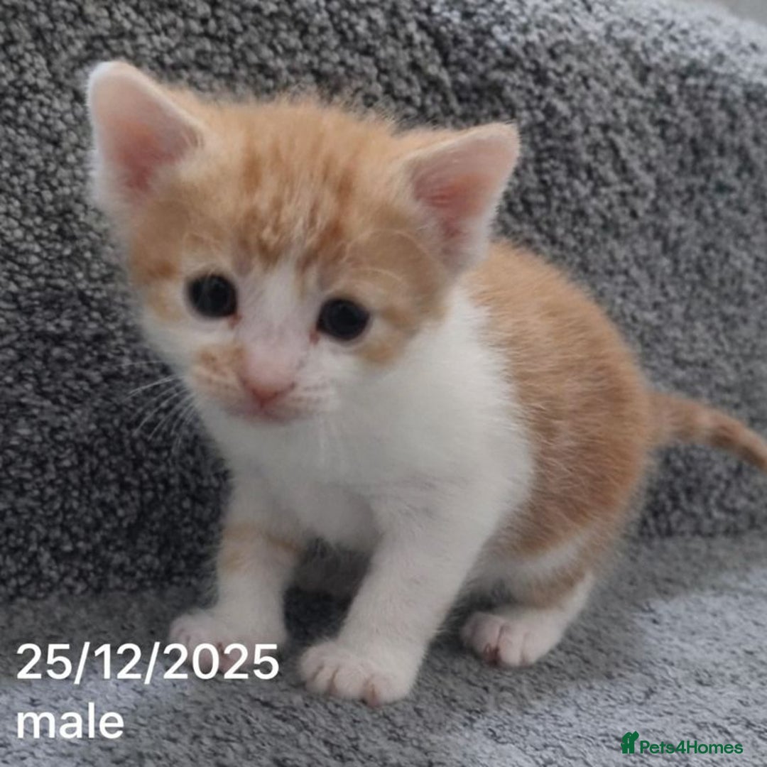 Mixed Breed cats for sale: Beautiful Kittens for Sale – 3 Females & 3 Males - Advert 10