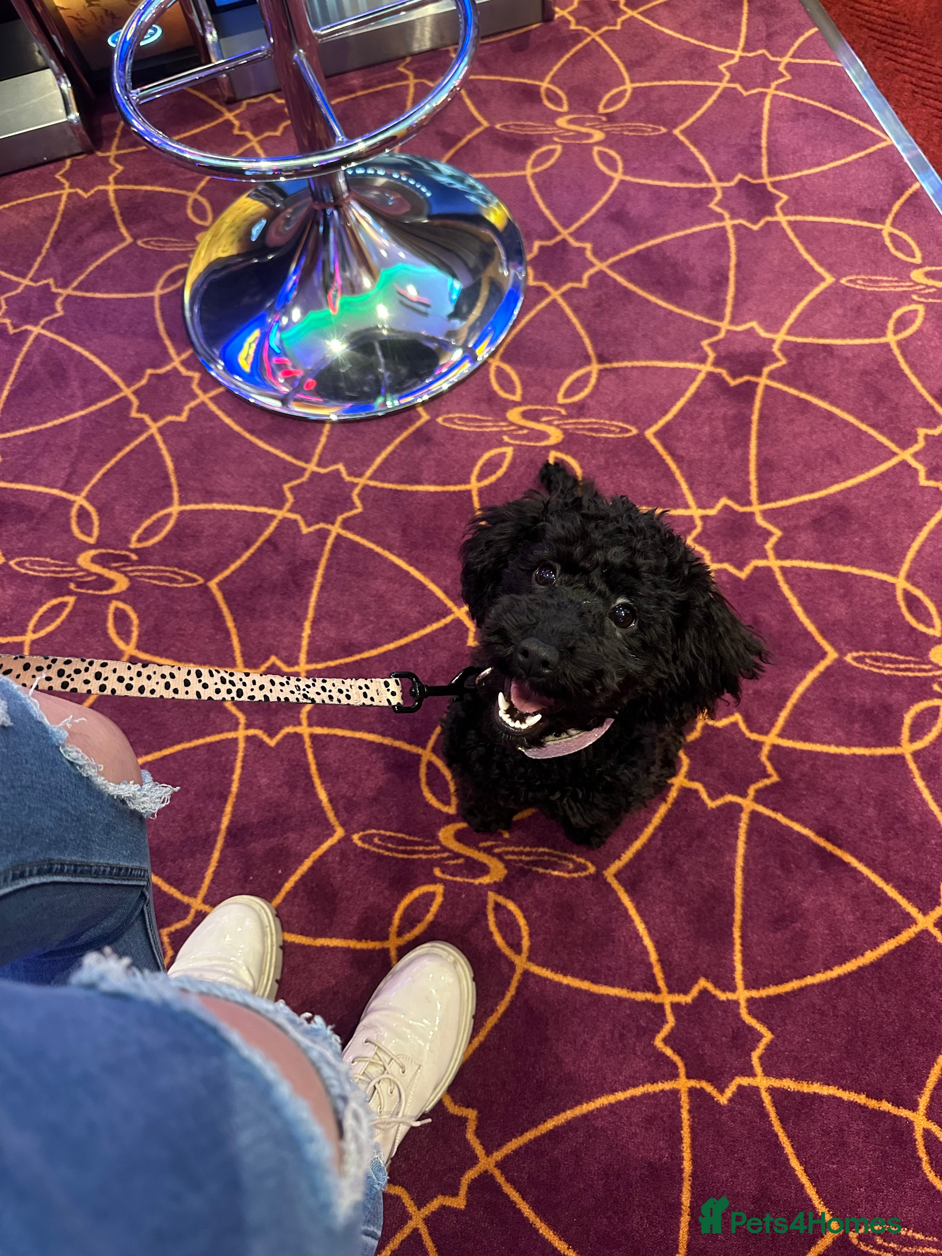 Cockapoo dogs Cockapoo  - Advert 1