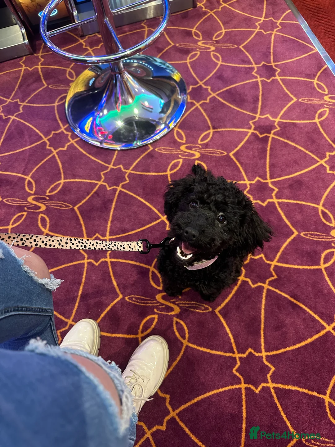 Cockapoo dogs for sale: Cockapoo  - Advert 1