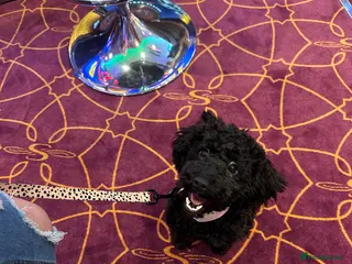 Cockapoo dogs Cockapoo - Advert 1