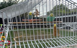 Budgerigars birds for sale: Male and Female budgies with Cage and Accessories - Image 6