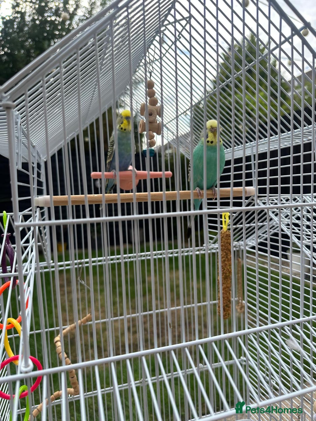 Budgerigars birds for sale: Male and Female budgies with Cage and Accessories - Image 6