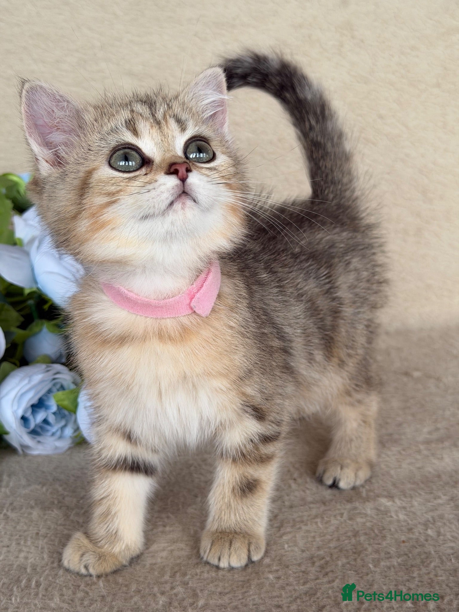 British Shorthair cats British Shorthair golden tabby kittens TICA - Advert 16