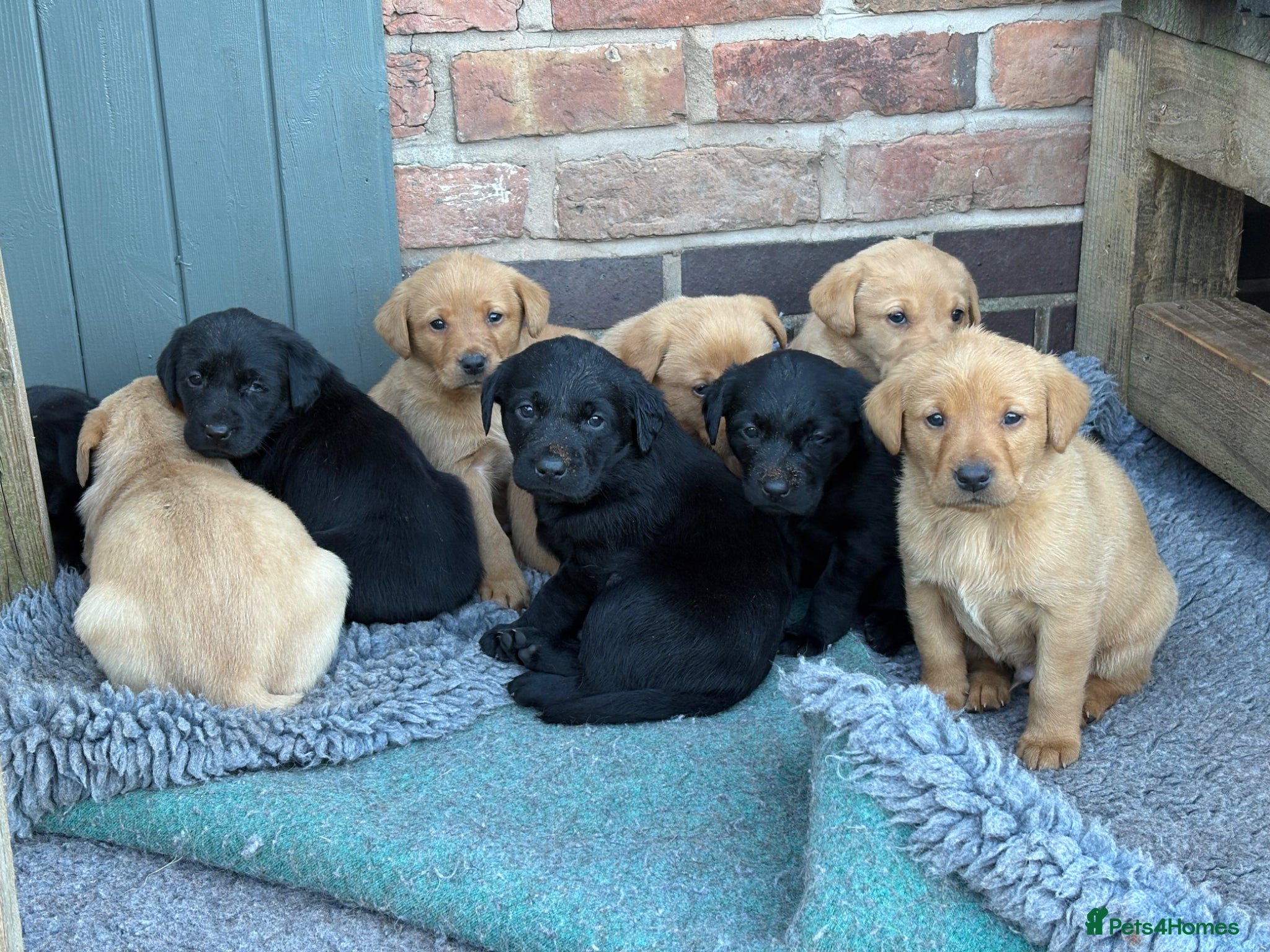 Labrador Retriever dogs Gorgeous Black and Yellow KC Labs - Advert 2