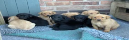 Labrador Retriever dogs for sale: Gorgeous Black and Yellow KC Labs - Advert 2