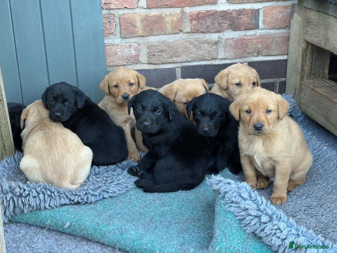 Labrador Retriever dogs for sale: Gorgeous Black and Yellow KC Labs - Advert 2