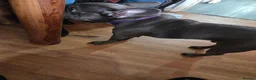 French Bulldog dogs for sale: Male French bulldog - Advert 5