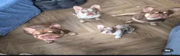 French Bulldog dogs for sale: Female Rojo merle puppy  - Advert 4