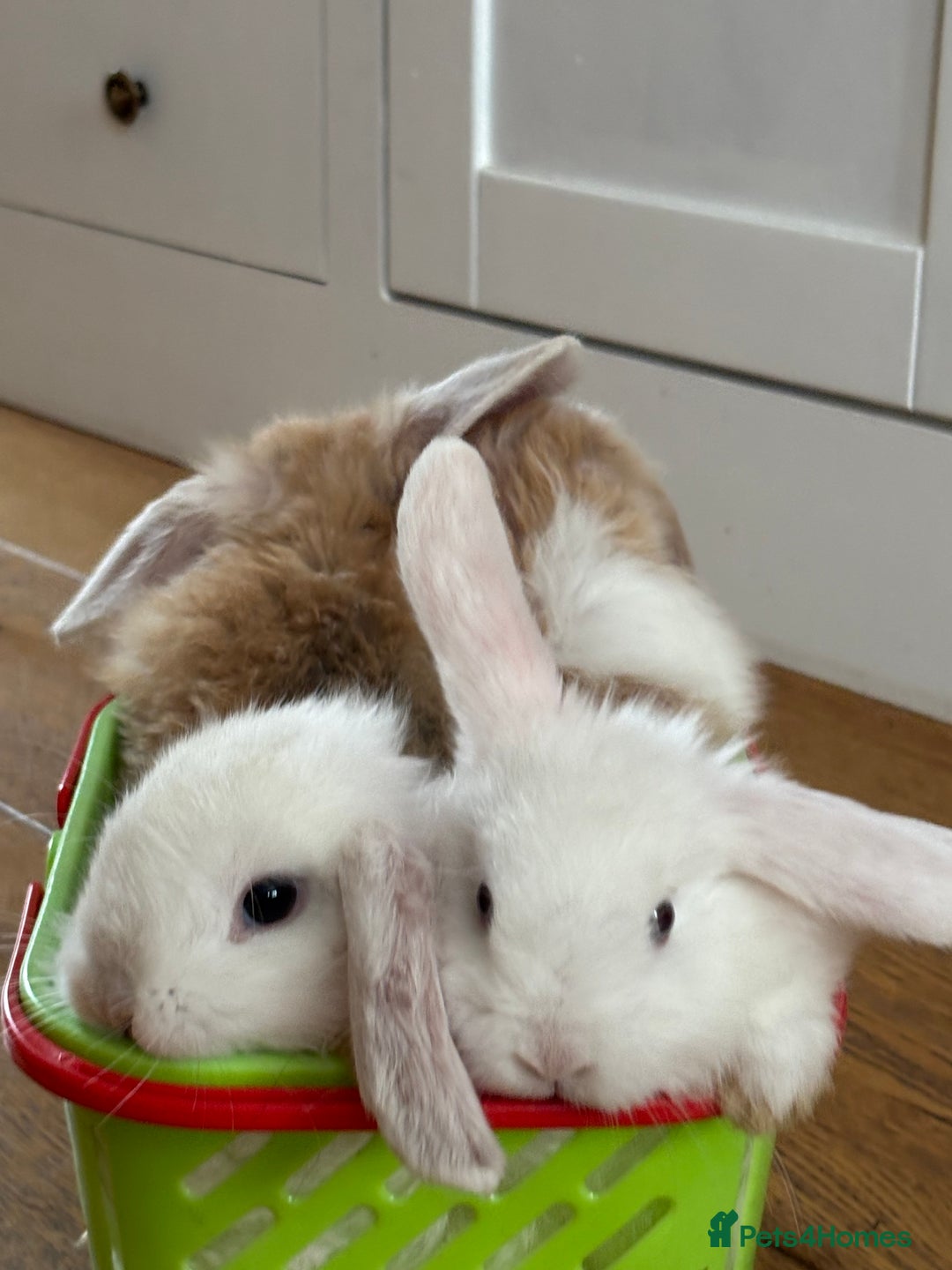 Mini Lop rabbits for sale: Beautiful mini lop rabbits - Image 1