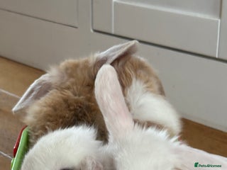 Mini Lop rabbits - Advert 4