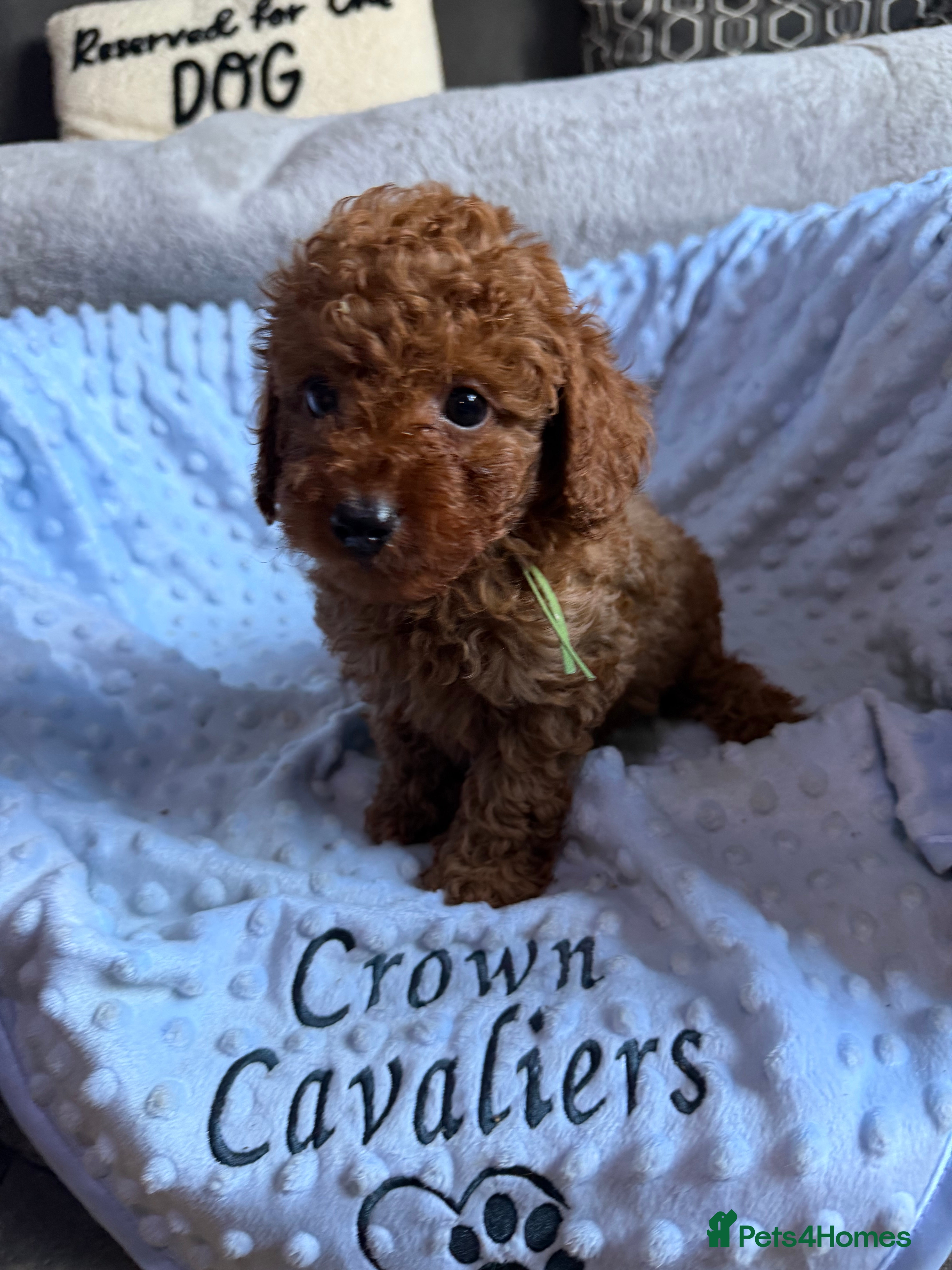 Toy Poodle dogs RED LINEAGE TINY KC HEALTH TOY POODLES LICENSED  - Advert 2