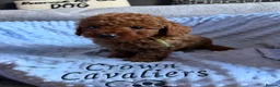 Toy Poodle dogs for sale: RED LINEAGE TINY KC HEALTH TOY POODLES LICENSED  - Advert 16