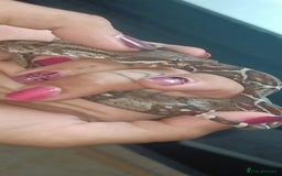 Boa Snake reptiles for sale: Female baby boa constrictor  - Image 4