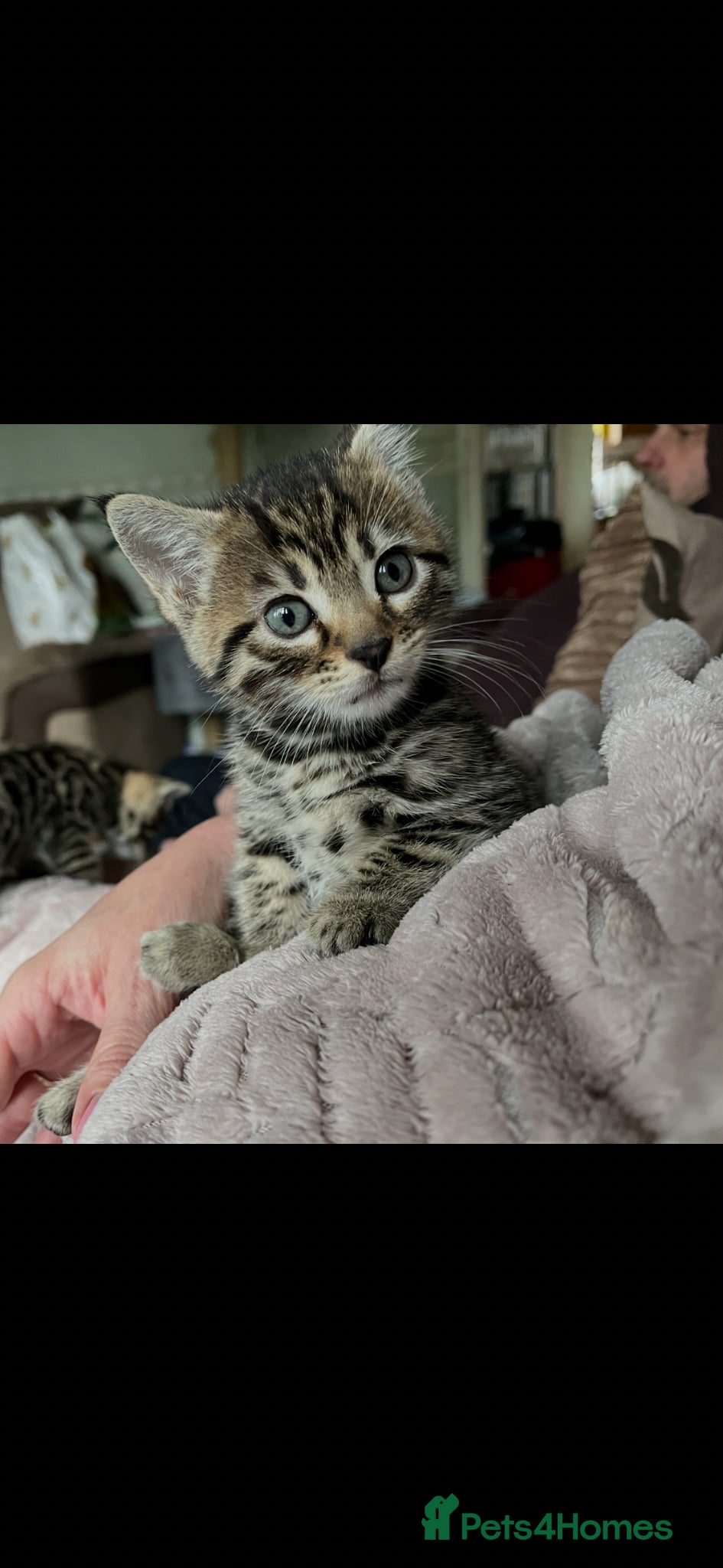 Bengal cats Beautiful Bengal / Ragdoll Cross  - Advert 2