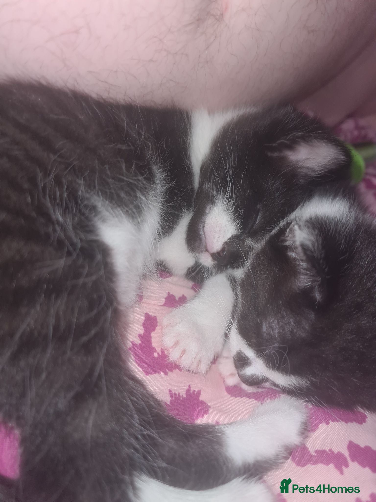 Mixed Breed cats 💙 2 Left 💙 British short hair x domestic kittens - Advert 8