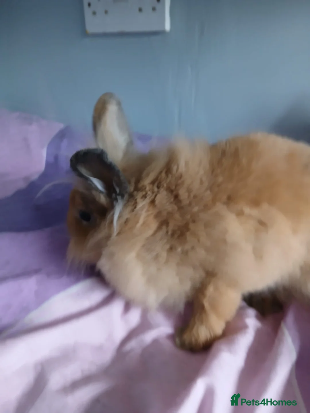 Lionhead rabbits for sale: 2 lion head rabbits female  - Advert 2