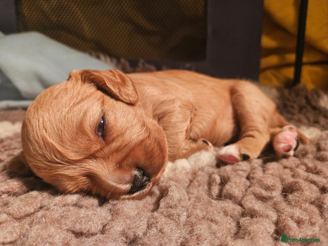 Mixed Breed dogs for sale: Cavapoo girl Ready for forever home - Advert 26