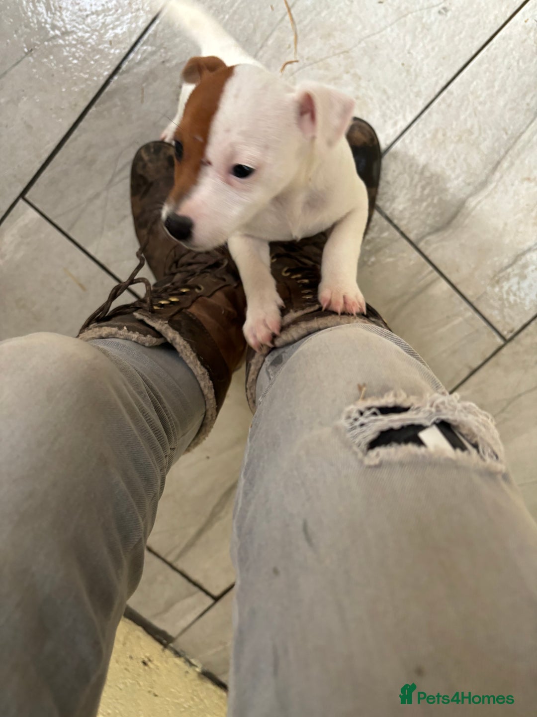 Jack Russell dogs for sale: Jack Russell puppy dog  - Image 3