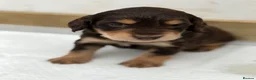 Cocker Spaniel dogs for sale: Gorgeous working cocker spaniel puppies - Advert 2