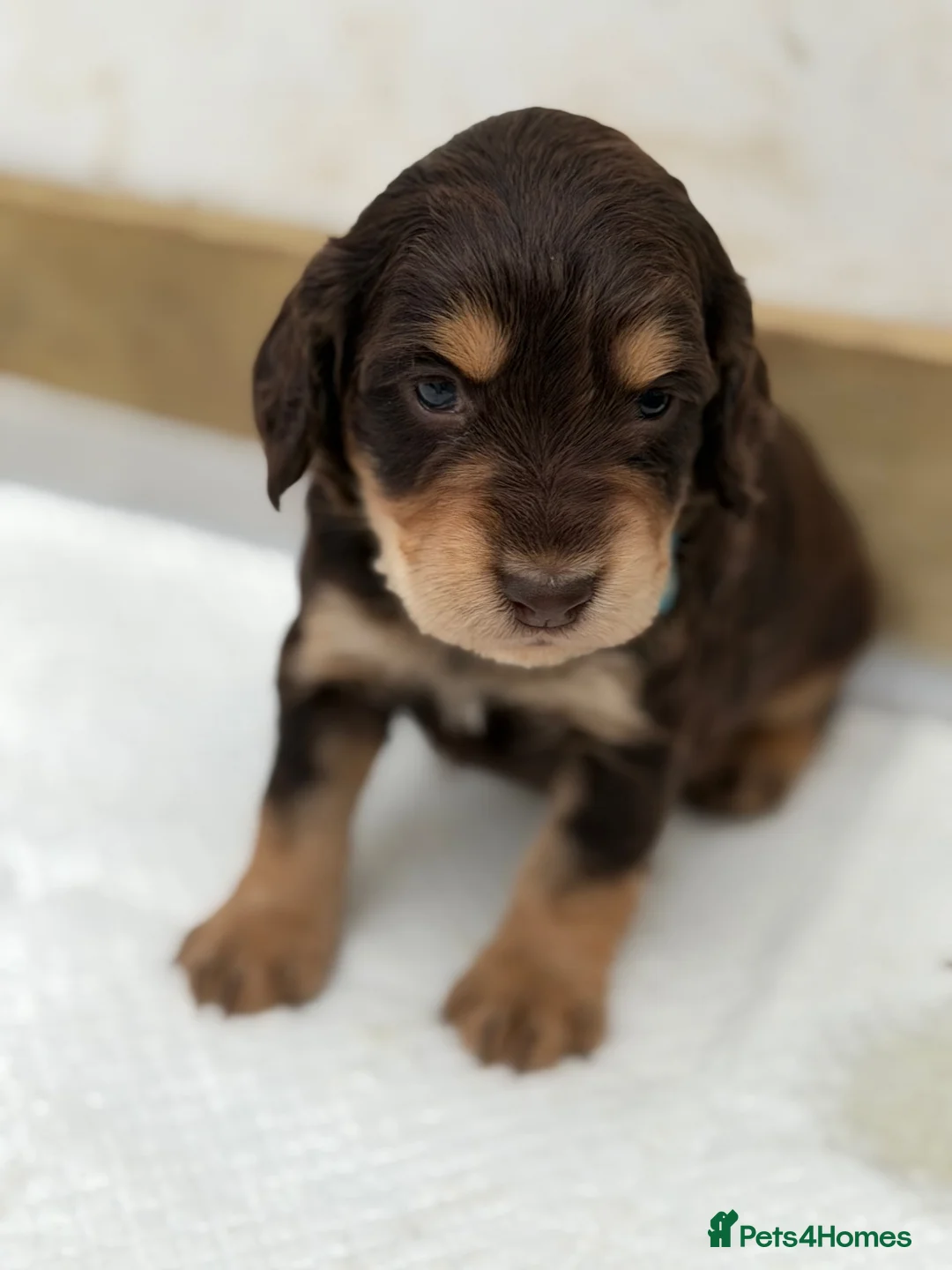 Cocker Spaniel dogs for sale: Gorgeous working cocker spaniel puppies - Advert 2