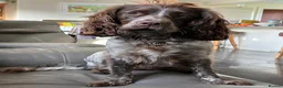 Cocker Spaniel dogs for sale: Affectionate 18 months Female Show Cocker Spaniel in Warwick - Advert 2