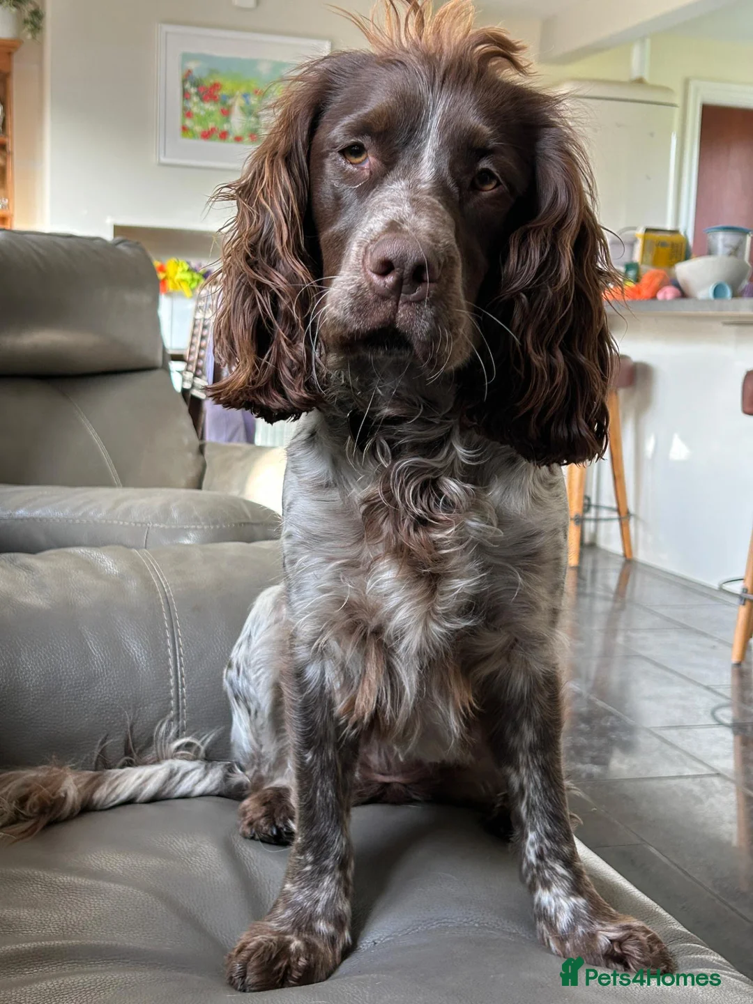 Cocker Spaniel dogs for sale: Affectionate 18 months Female Show Cocker Spaniel in Warwick - Advert 2