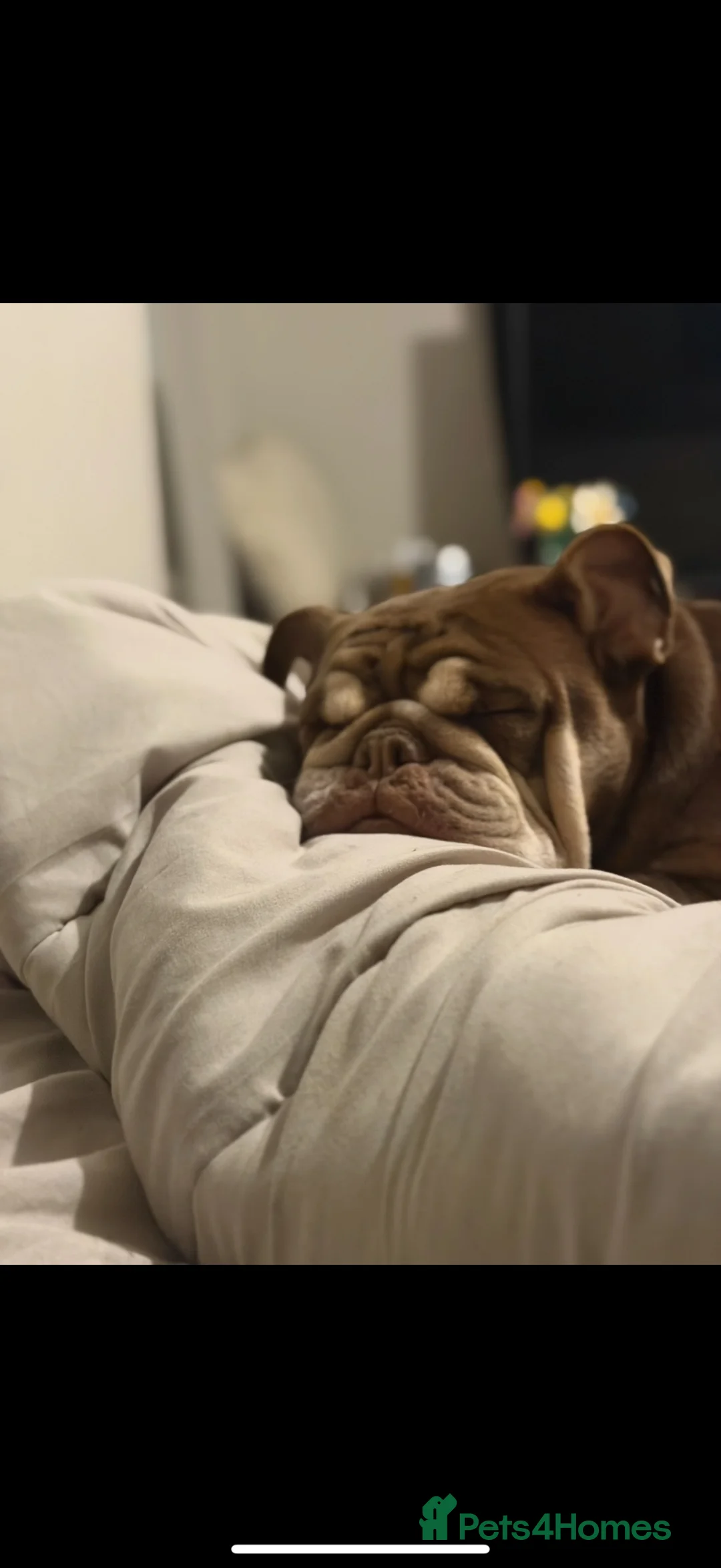English Bulldog dogs for sale: Luna 3 year old English bulldog  - Advert 2