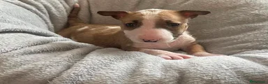 English Bull Terrier 4