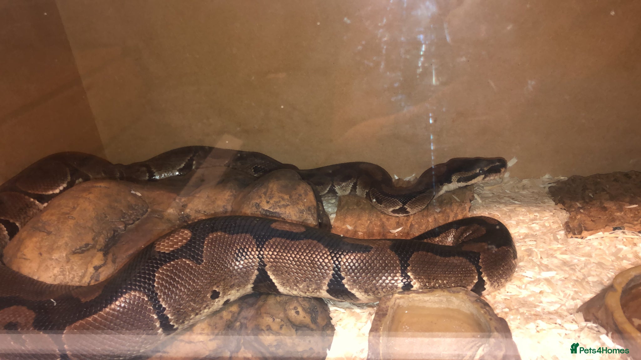 Python Snake reptiles Ball python adult male 3ft very friendly  - Advert 2