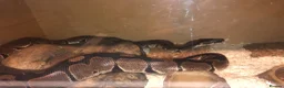 Python Snake reptiles for sale: Ball python adult male 3ft very friendly  in Stoke-on-Trent - Advert 1