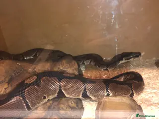 Python Snake reptiles Ball python adult male 3ft very friendly - Advert 1