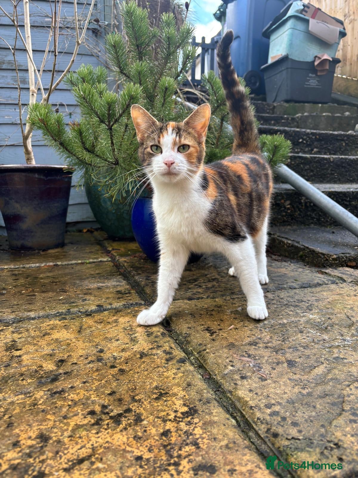 Mixed Breed cats Beautiful fluffy kitten looking for forever home - Advert 3