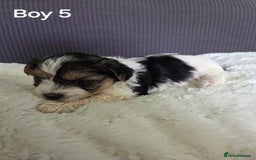 Mixed Breed dogs for sale: Shorkie x Morkie  - Image 12