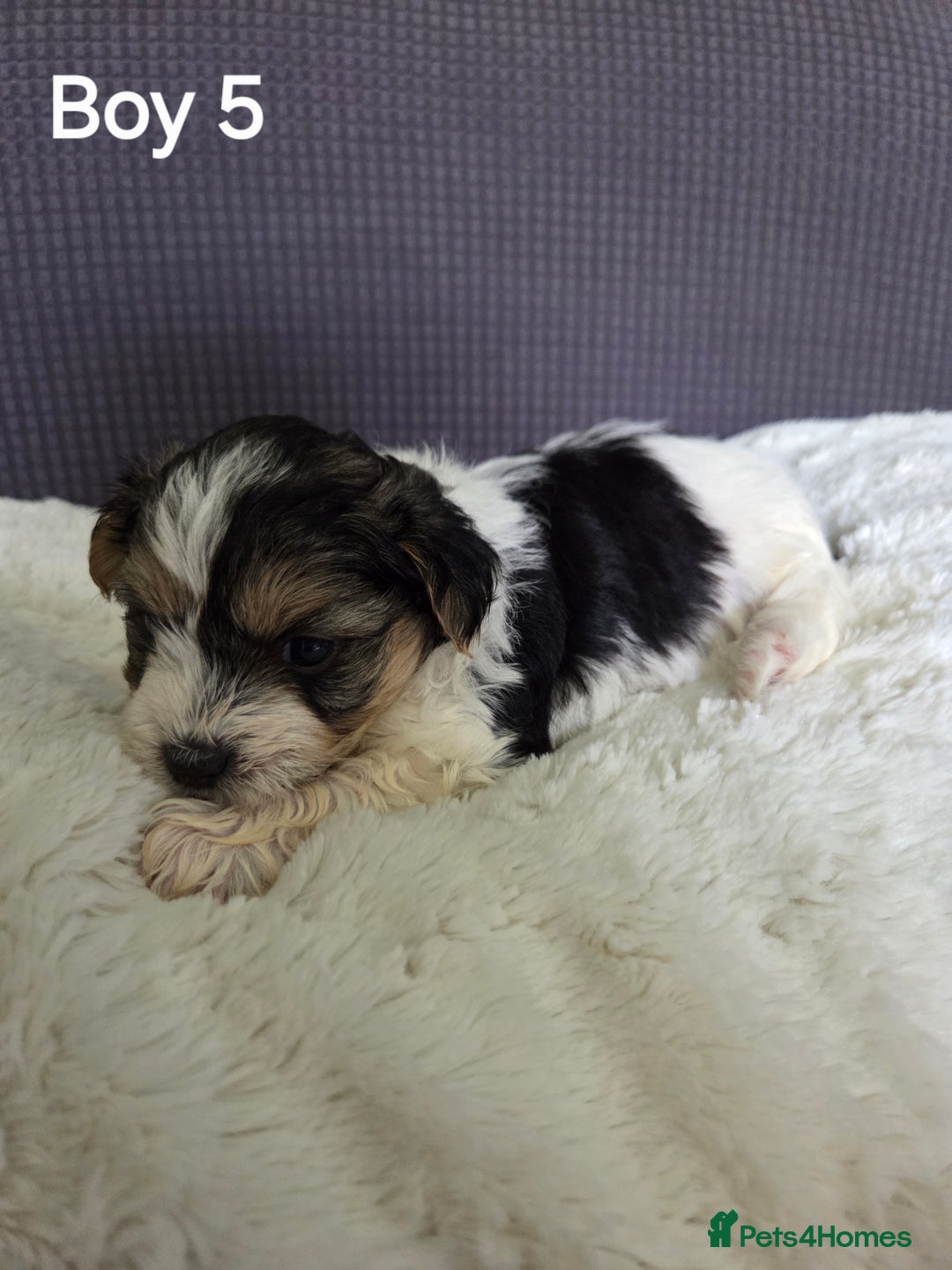 Mixed Breed dogs for sale: Shorkie x Morkie  - Image 12