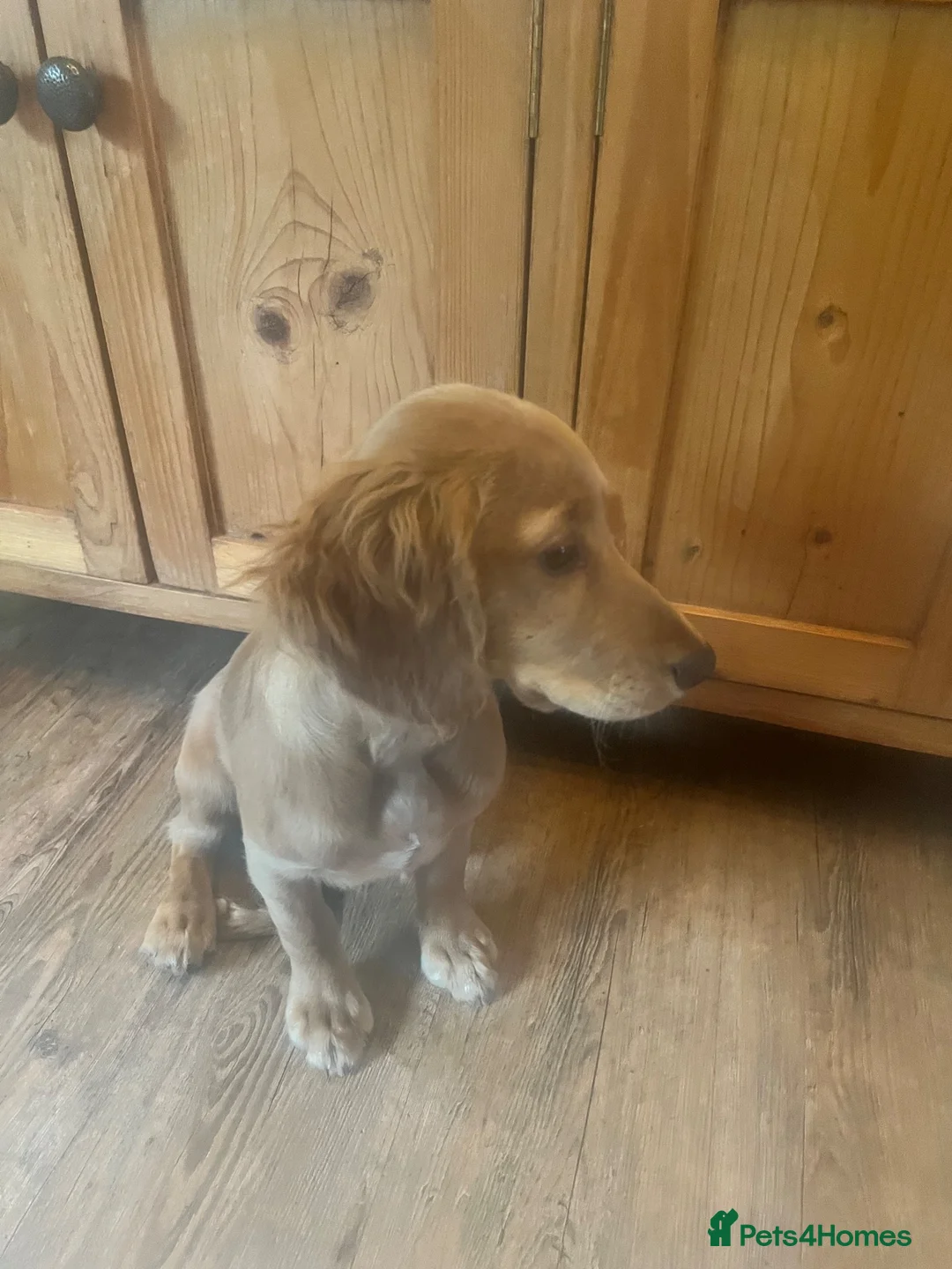 Cocker Spaniel dogs for sale: * READY TO GO* 4.5 MONTH OLD KC COCKER GIRL - Advert 2