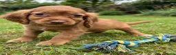 Cocker Spaniel dogs for sale: Exceptional cocker spaniels - Advert 3