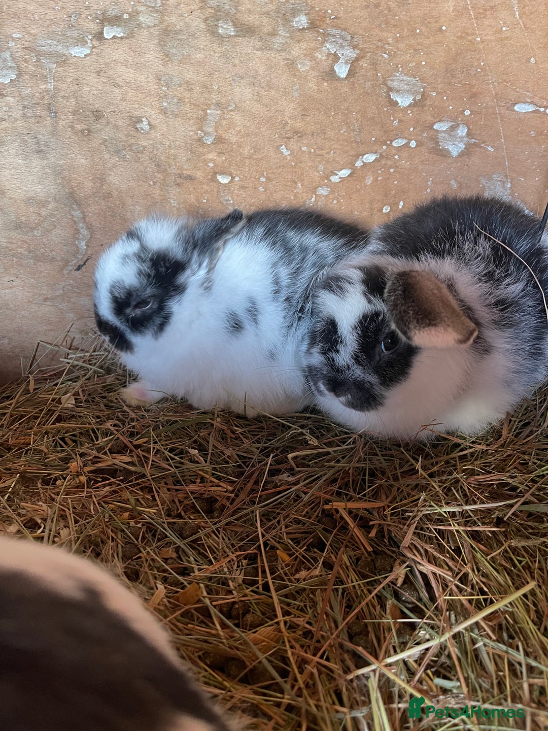 Mini Lop rabbits for sale: 4 lovely mini lop rabbits - Advert 2